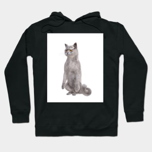 Adorable Siberian Gray Hoodie